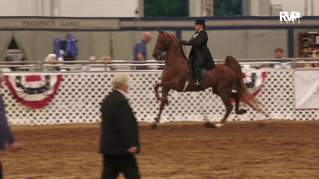 AAC24 - Class 127 - ASB Three Gaited ...