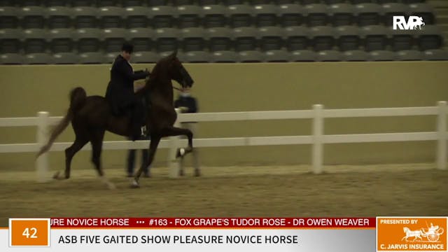 KFC 2020 - Class 42 ASB Five Gaited S...