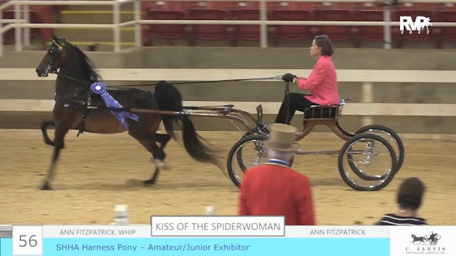 ASF22 - Class 56 - SHHA Harness Pony ...