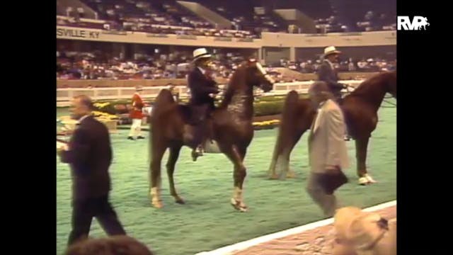 1989 WCHS Class 37 Five Gaited Stalli...