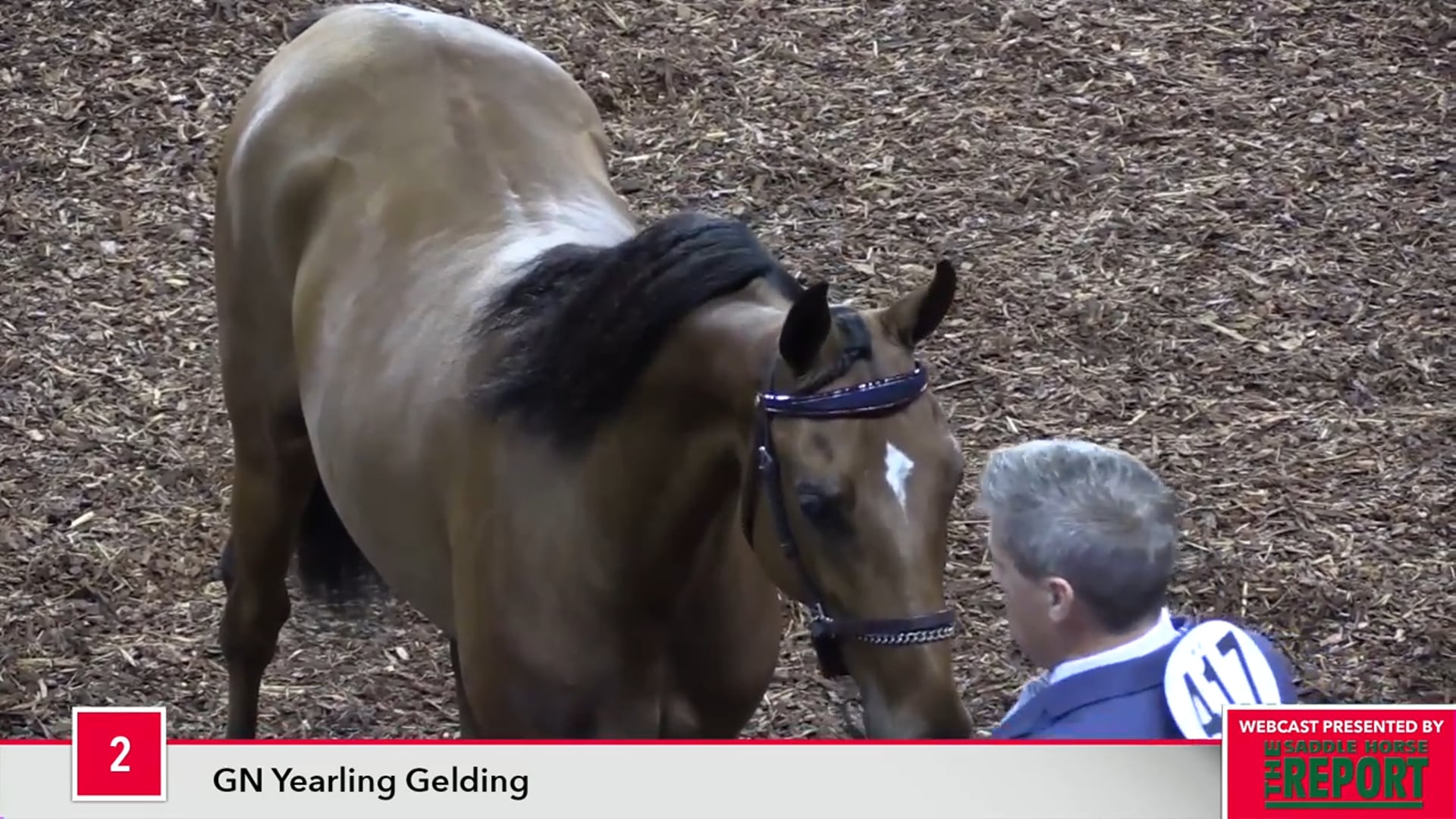 MGN17 - Class 2 - GN Yearling Gelding