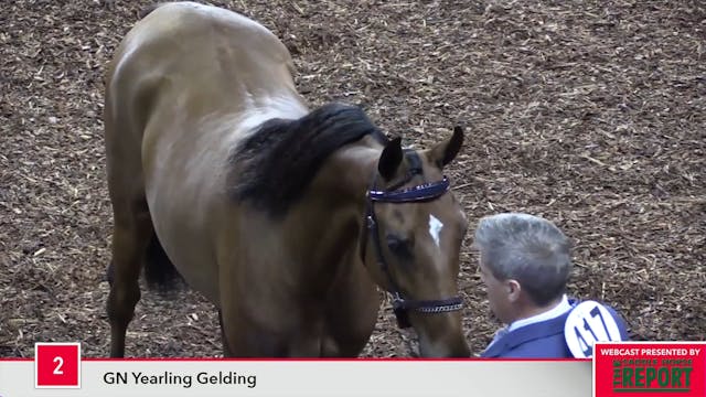 MGN17 - Class 2 - GN Yearling Gelding