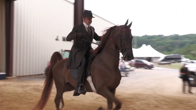 CTSC24 - Class 37 - ASB Three Gaited ...