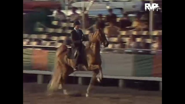 LJL 1995 - Class 33 - Five Gaited Ama...