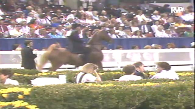 1991 WCHS Class 81 Three Gaited 15.2 ...