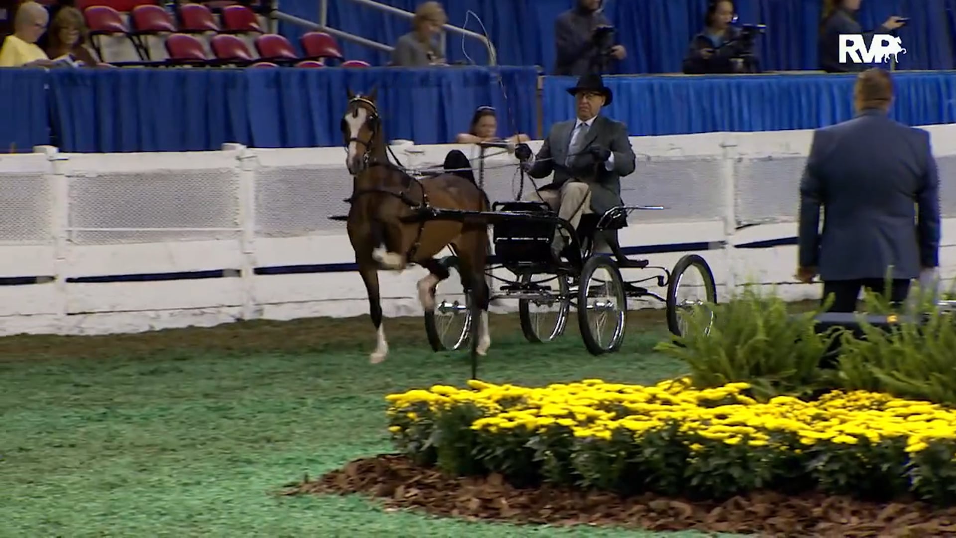 WCHS15 - Class 55 - Amateur Gentleman's Harness Pony