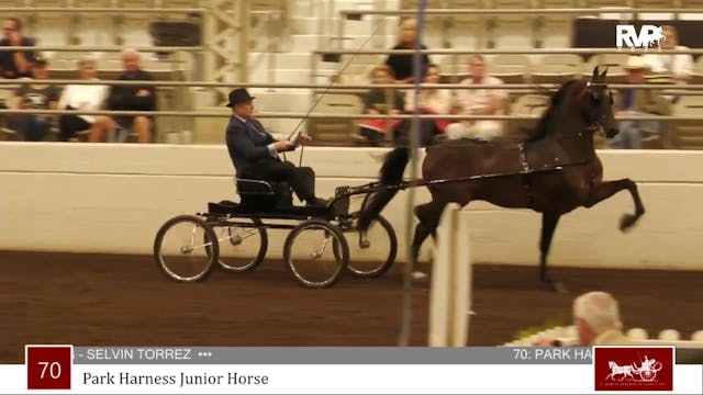 MJ23 - Class 70 - Park Harness Jr. Horse