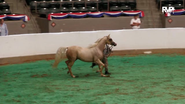 AN24 - Class 980 - HA-AA Filly Breedi...