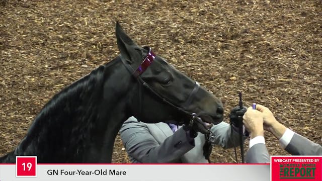 MGN17 - Class 19 - GN Four-Year-Old Mare