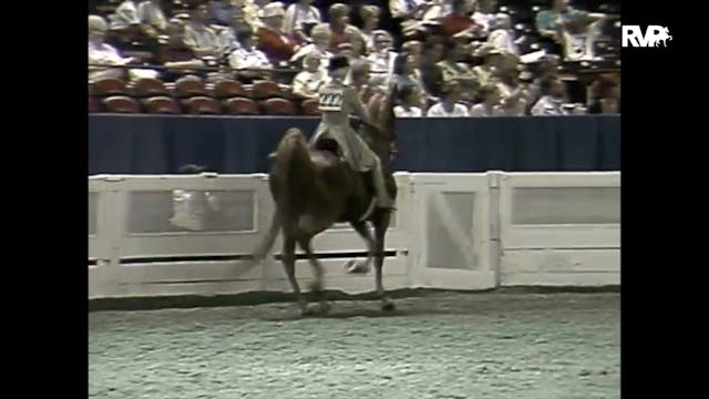 1997 WCHS - Class 31 ASB Three Gaited...