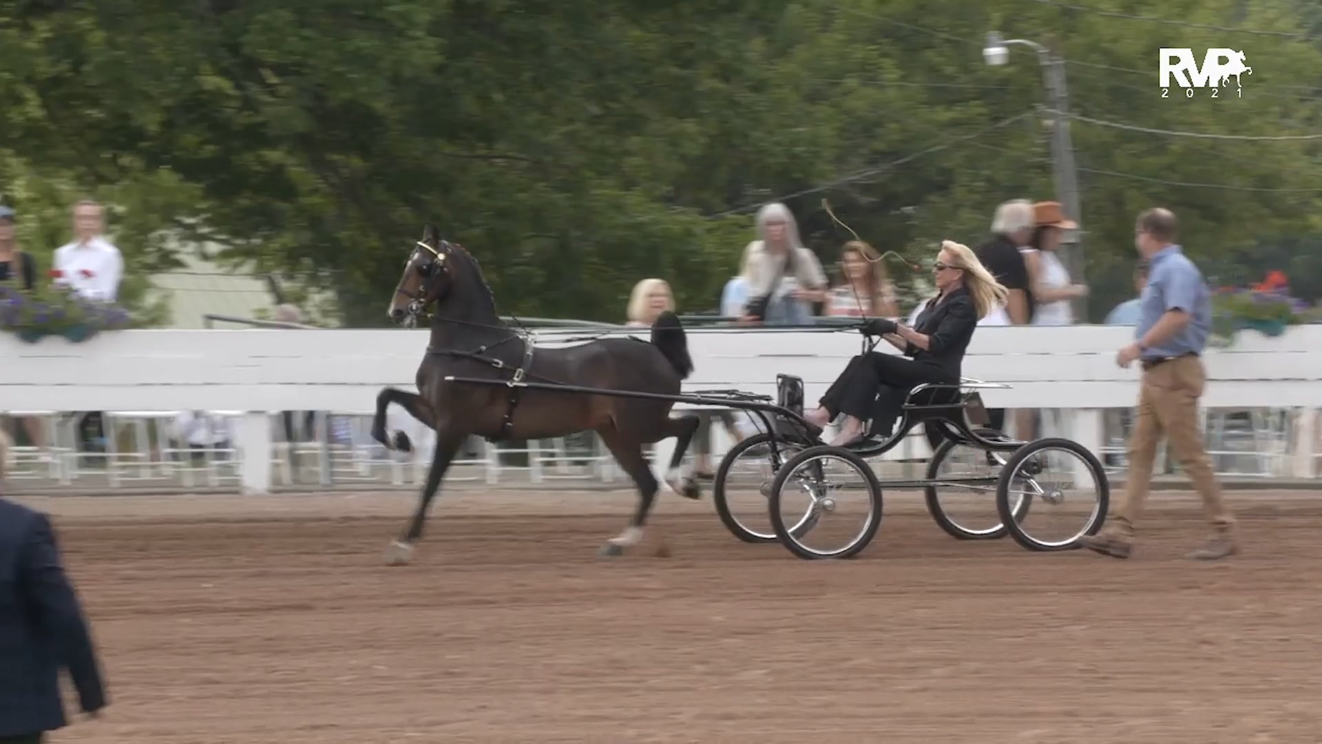 SHS21 - Class 31 -  Hackney Pony Open