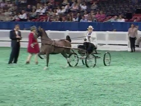 2008 WCHS Class 239 Hackney Pony Cham...