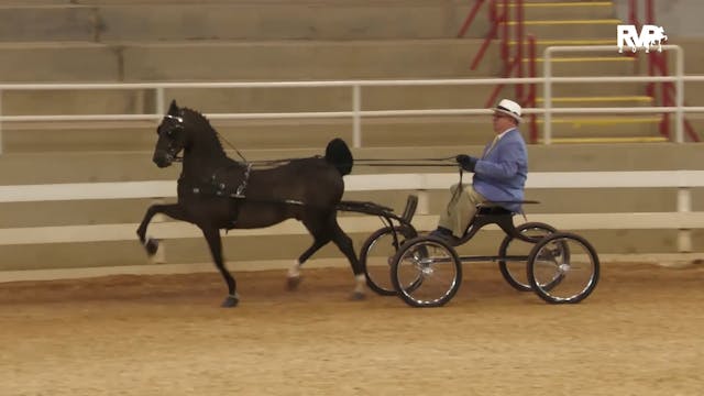 ASF24 - Class 1 - Hackney Pony Open