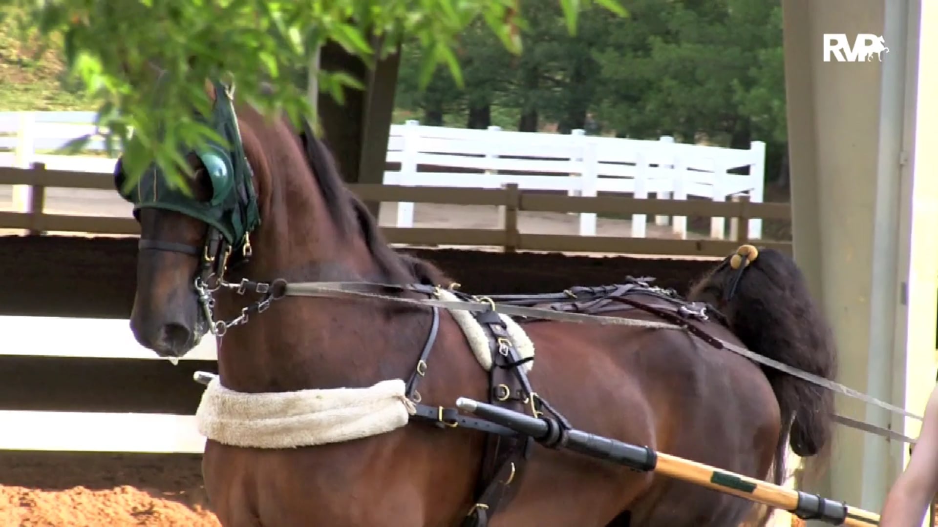 2019 Bonnie Blue National Horse Show - Friday Morning