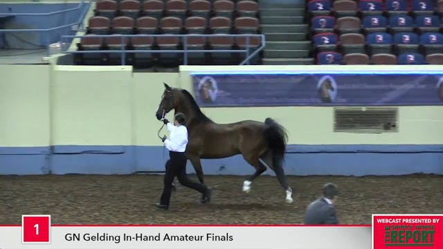 MGN17 - Class 1 - GN Gelding In-Hand ...
