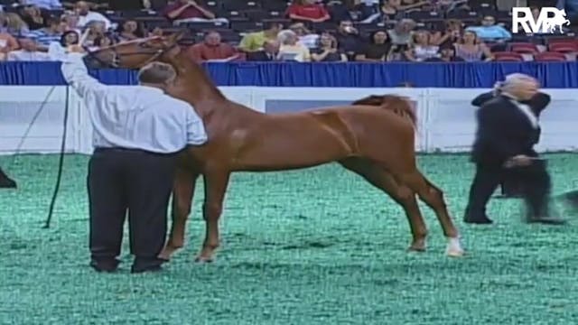 2009 World's Championship Horse Show ...