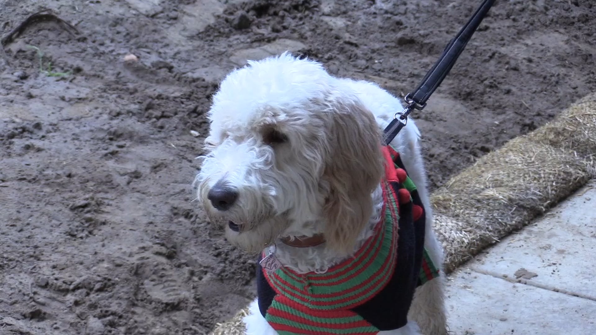 Jingle Bells_Day 1 Short