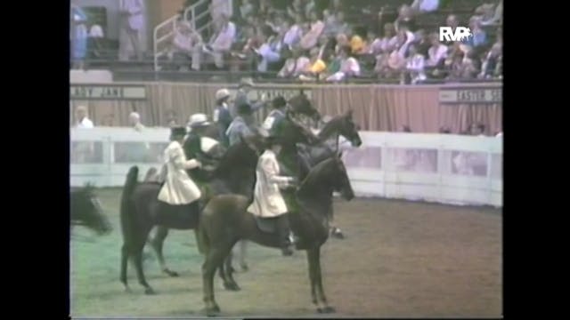 WCHS85 - 3 Year Old 3 Gaited Stake - ...