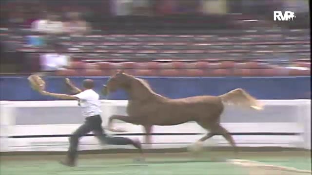 1991 WCHS Class 71 ASHA Kentucky Futu...