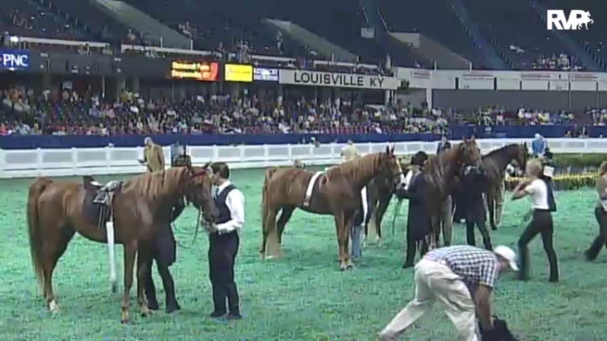 2010 World's Championship Horse Show Class 123 ASR National Three Year Old -Futurity Three Gaited Park Pleasure