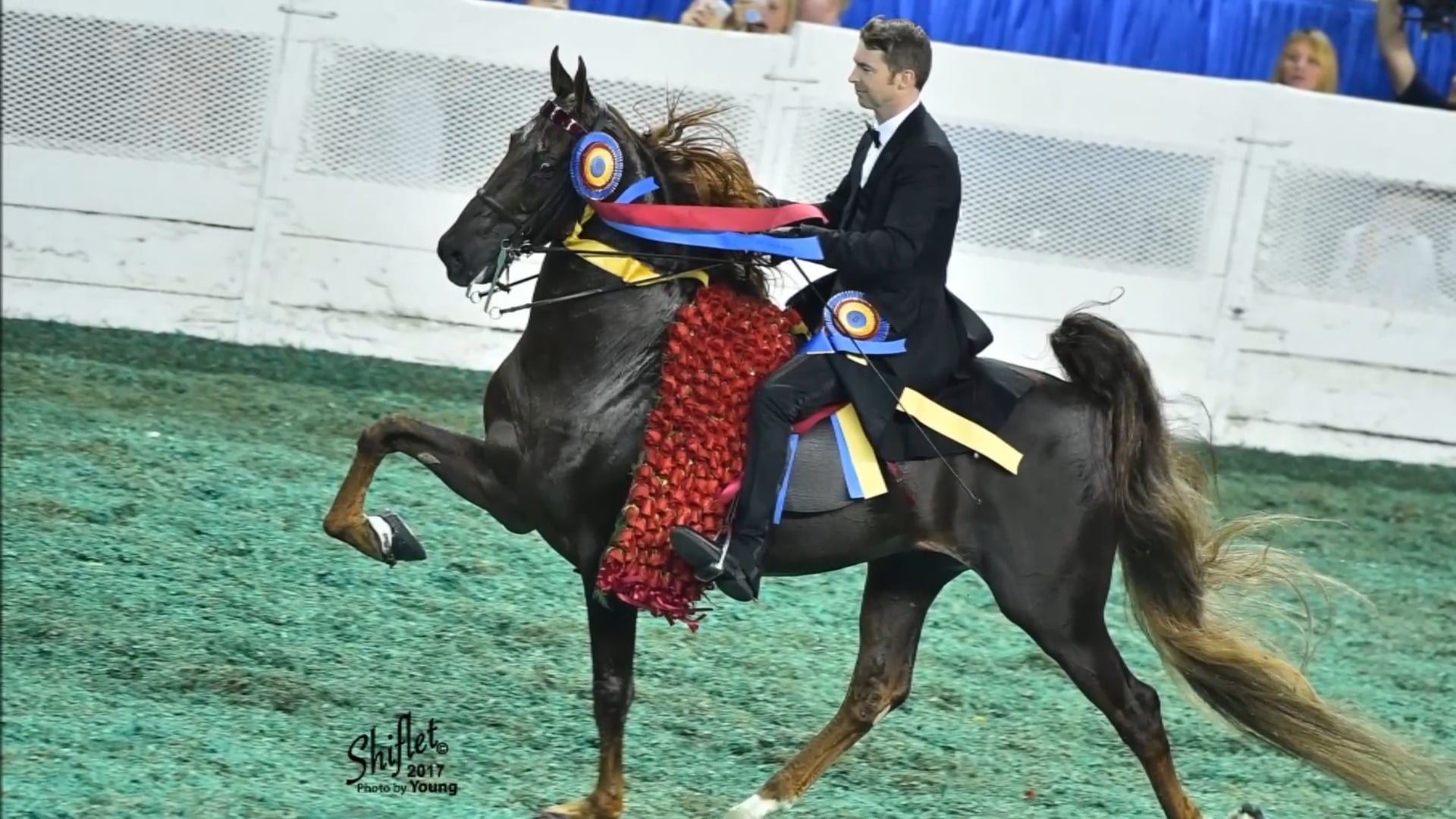 Top of the Mark - ASHA Horse of the Year