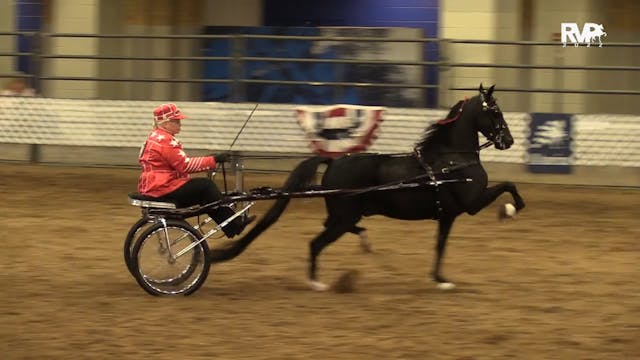 AAC22 - Class 110 -  Roadster Pony Am...