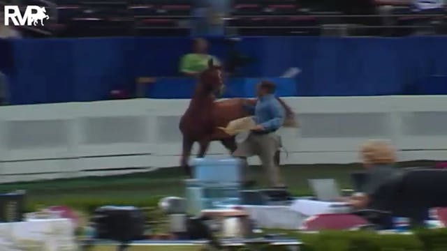 2004 World's Championship Horse Show ...