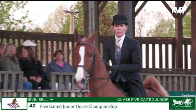 DC24 - Class 42 - Five Gaited Jr Hors...