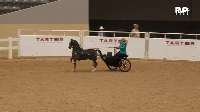 KFC25 - Class 3 - Hackney Pony Show P...