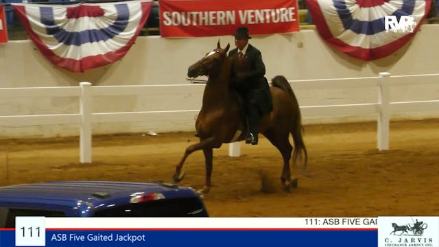 SC22 - Class 111 - ASB Five Gaited Ja...