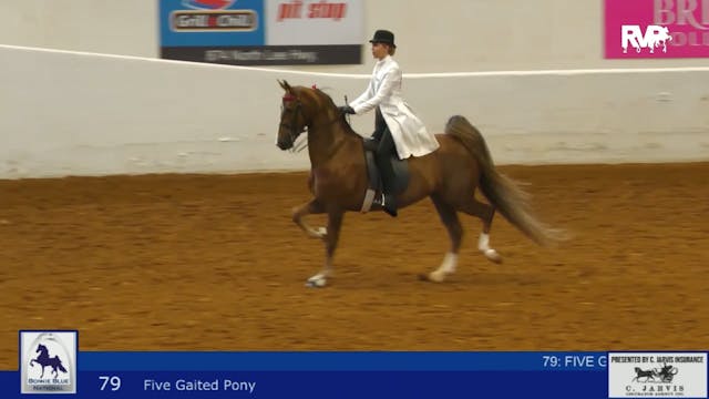 BB24 - Class 79 - Five Gaited Pony