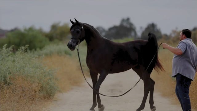 2024 Arabian National - Ford Truck - ...