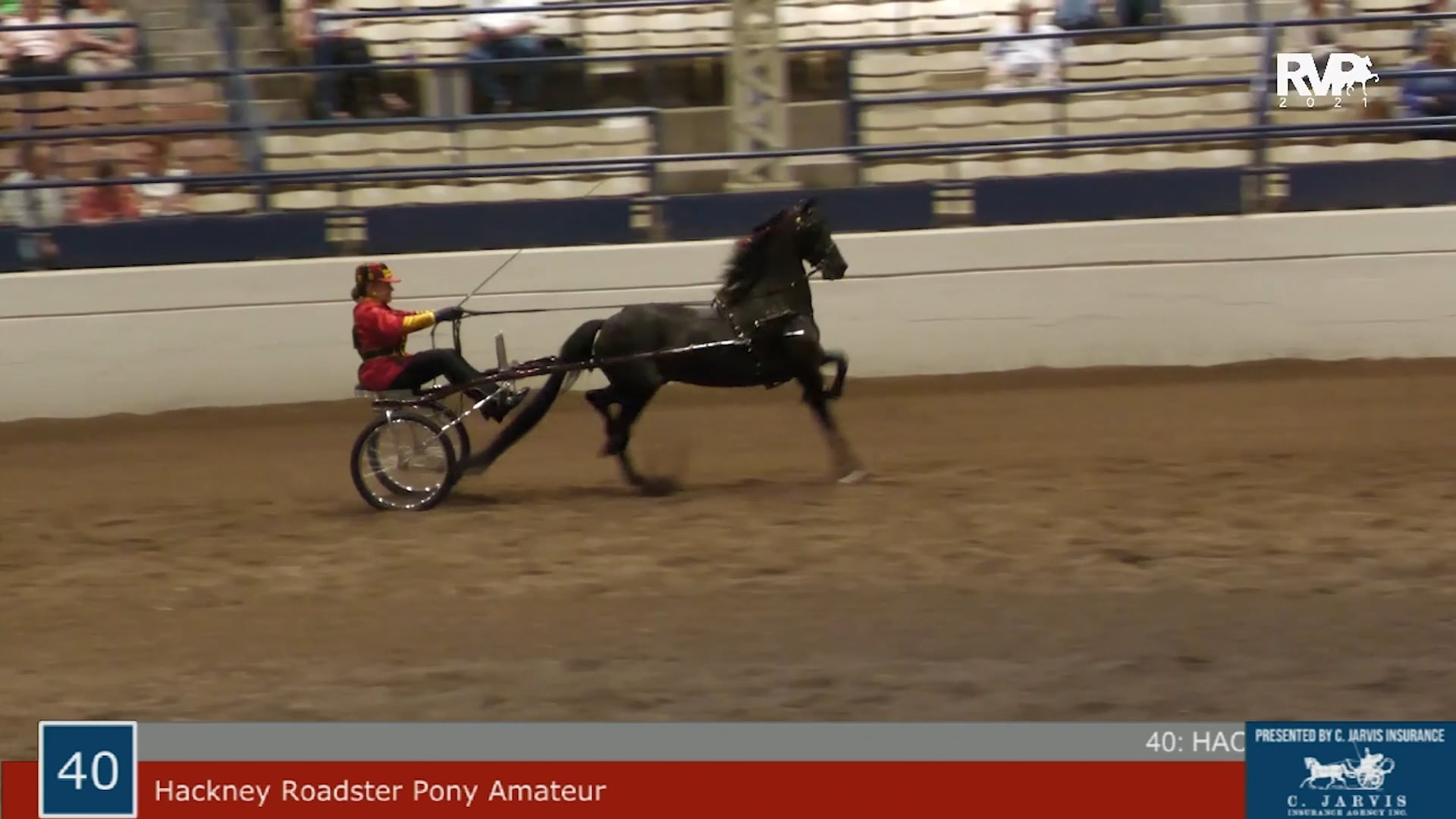 MW21 - Class 40 - Amateur Hackney Roadster Pony