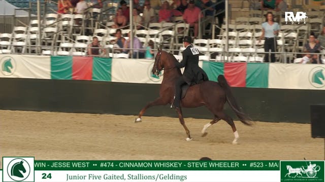 LJL24 - Class 24 - Jr Five Gaited Sta...