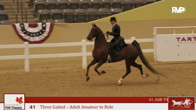 KFC24 - Class 41 - Three Gaited Adult...