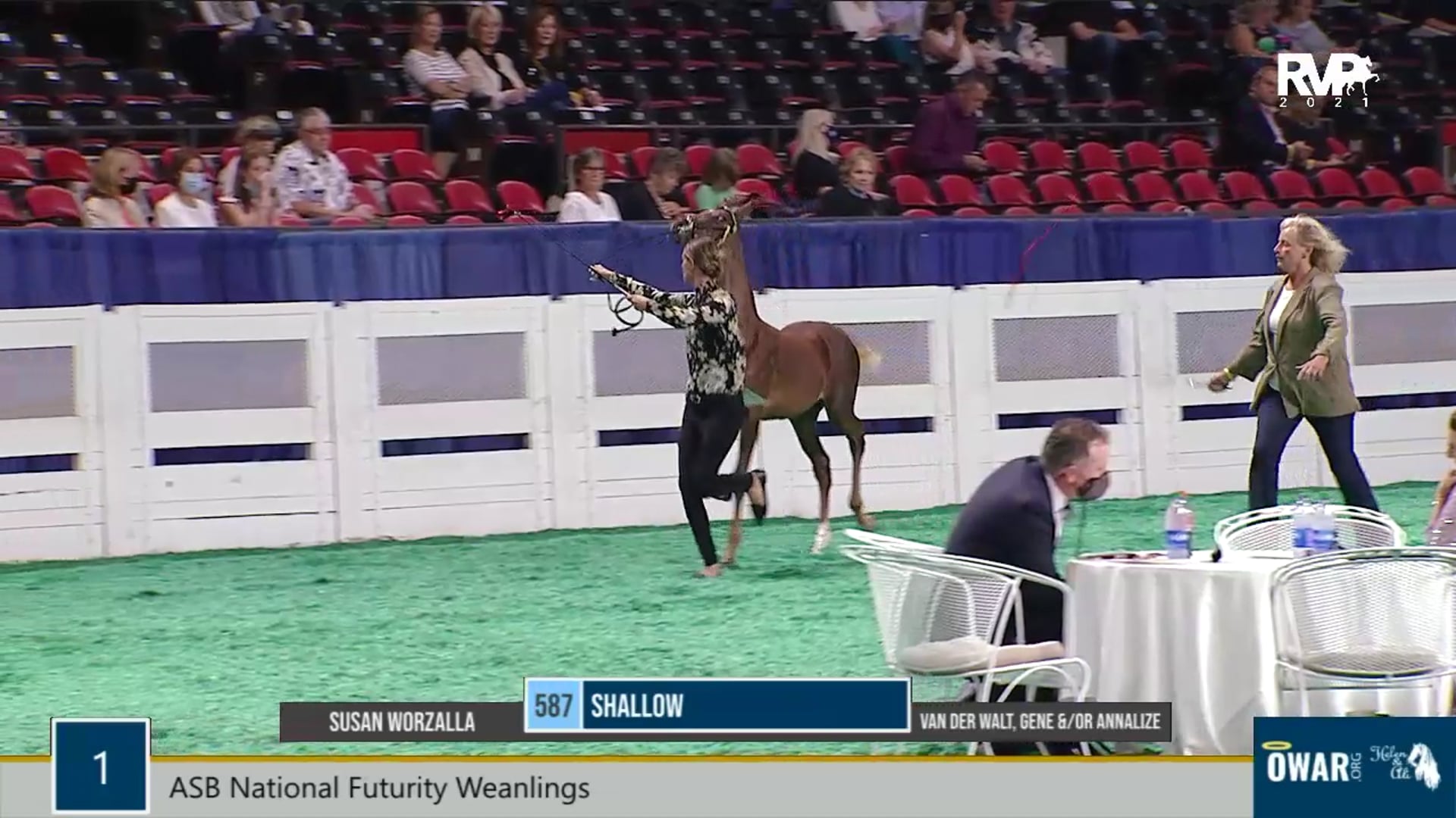 WCHS21 - Class 1 - ASB National Futurity Weanlings