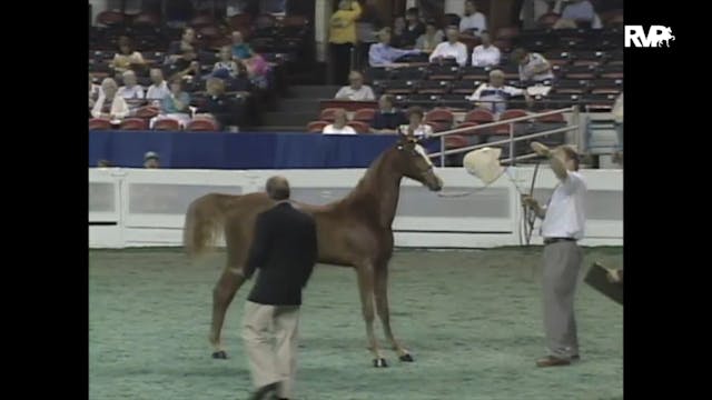 1997 WCHS - Class 66 Open Breeders' S...