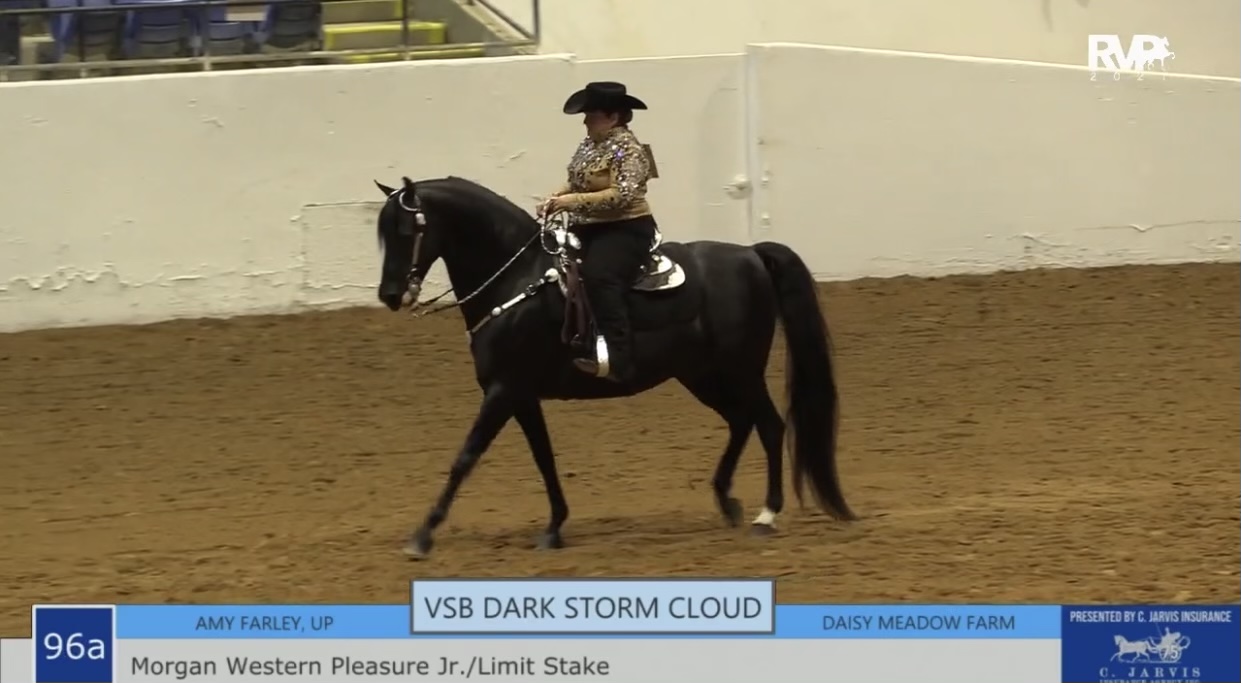 BB21 - Class 96A - Morgan Western Pleasure Limit-Junior Stake