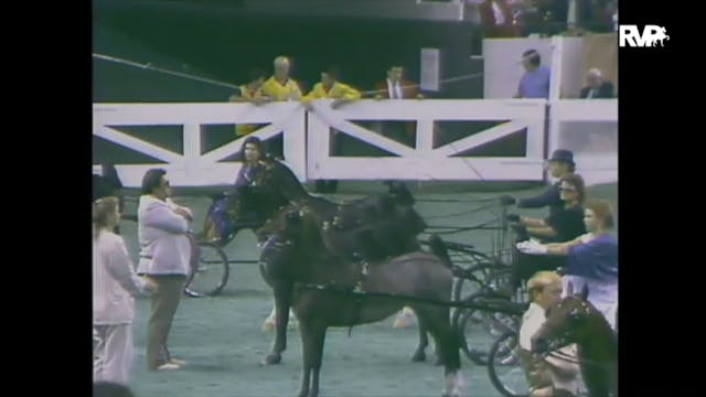1988 WCHS Class 64 Ladies Hackney Pony
