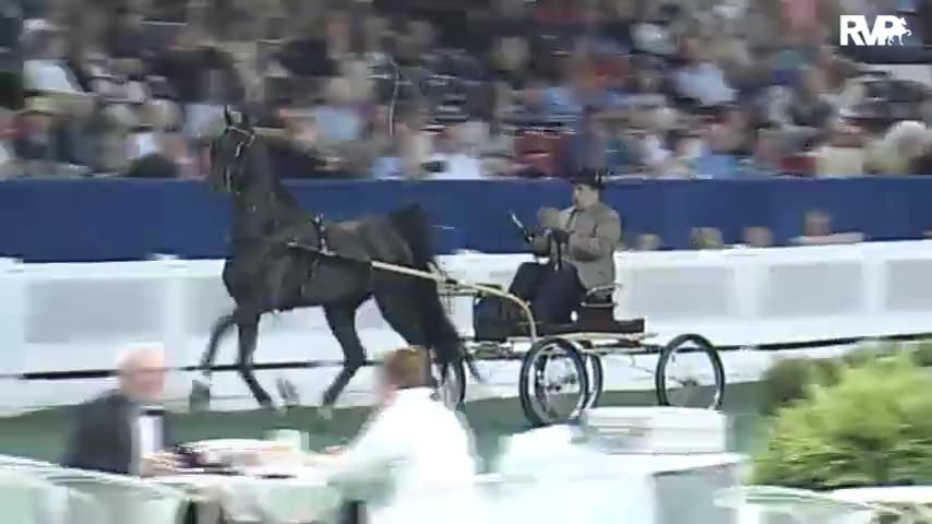 2010 World's Championship Horse Show Class 100 ASR National -Three Year Old Futurity-Fine Harness