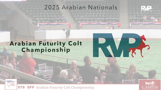 AN25 - 978 - Arabian Futurity Colt Ch...
