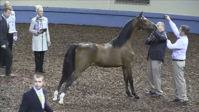 2015 MGN - Class 3 WC Junior Gelding