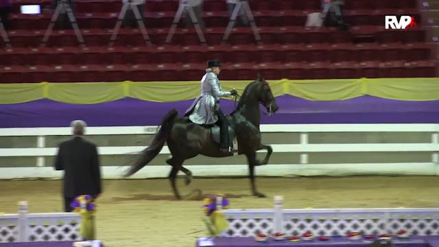 ALCB15 - ASB Three Gaited Amateur Ladies