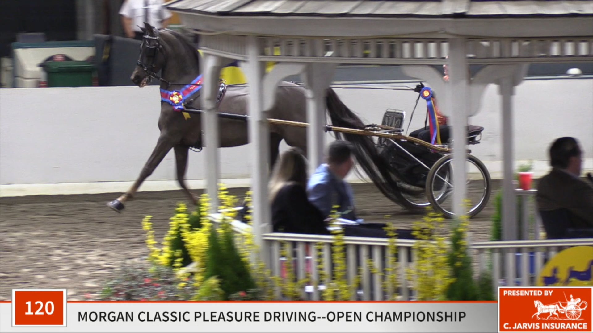 UPHA14-19  - Class 120 - Fox Hollow Talk About Me GCH Championship