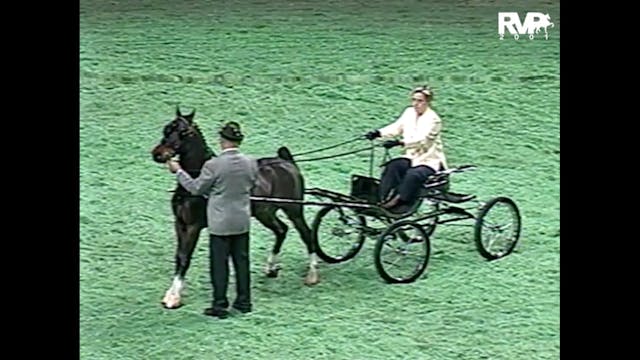 2001 AR - Class 43 Ladies Hackney Pon...