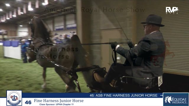 AR24 - Class 46 - Fine Harness Jr Horse