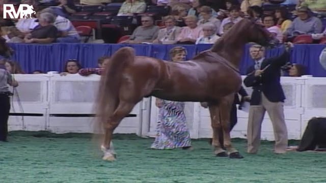 2004 World's Championship Horse Show ...