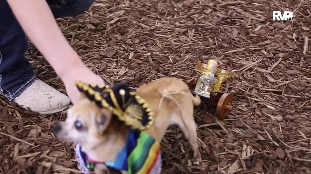 MGN15 - A Grand National Dog Show