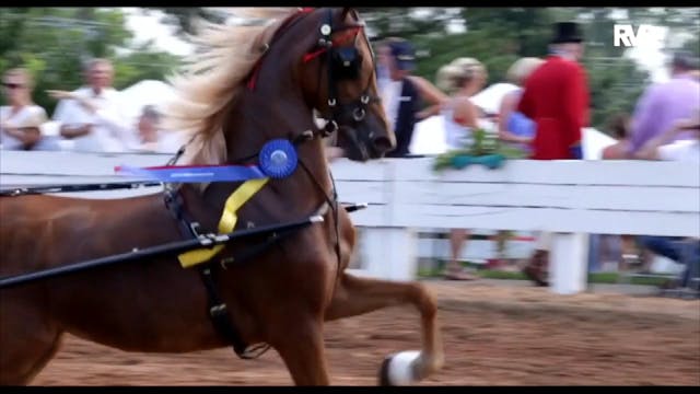 The Pin Oak Charity Horse Show 2019 -...