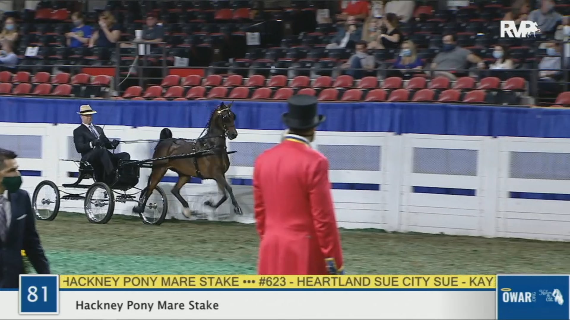 WCHS 2020 Class 81 - Hackney Pony Mare Stake